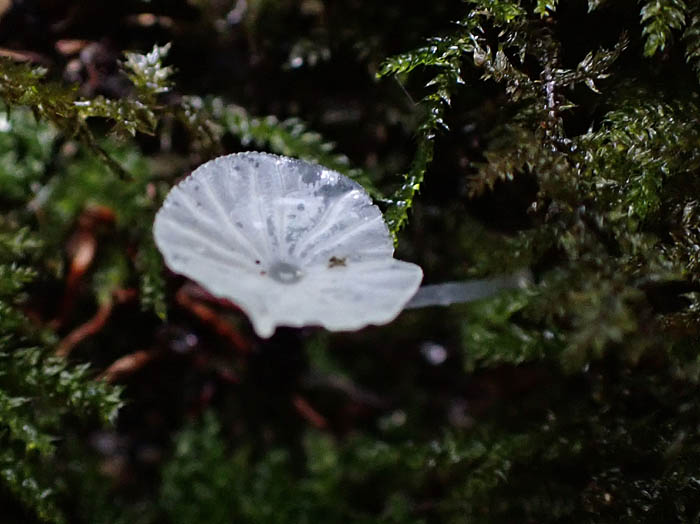 photoヒメシロウテナタケ：地附山
