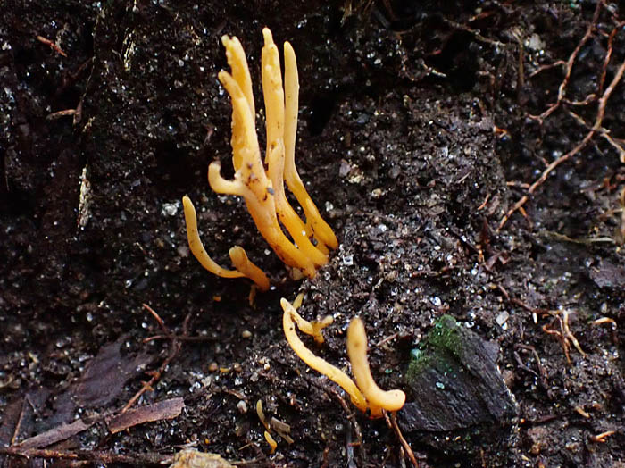 photoナギナタタケ：地附山