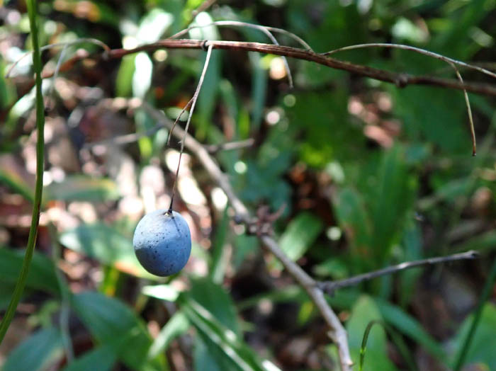 photo3ミヤマナルコユリ実