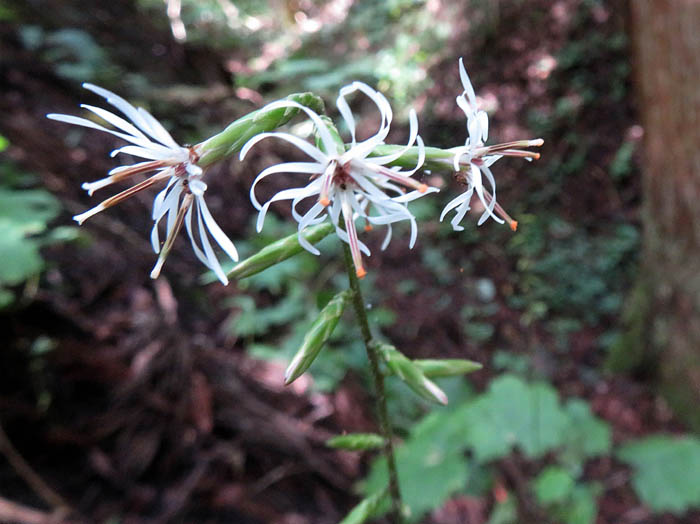 photo4オクモミジハグマ