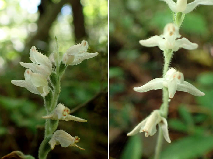 photo5ミヤマウズラ