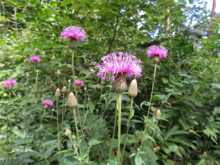 photo6タムラソウ