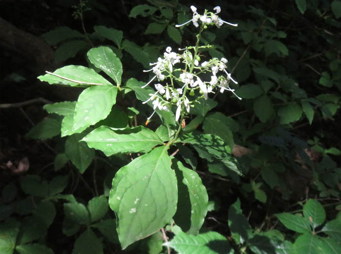 photo7ホツツジ