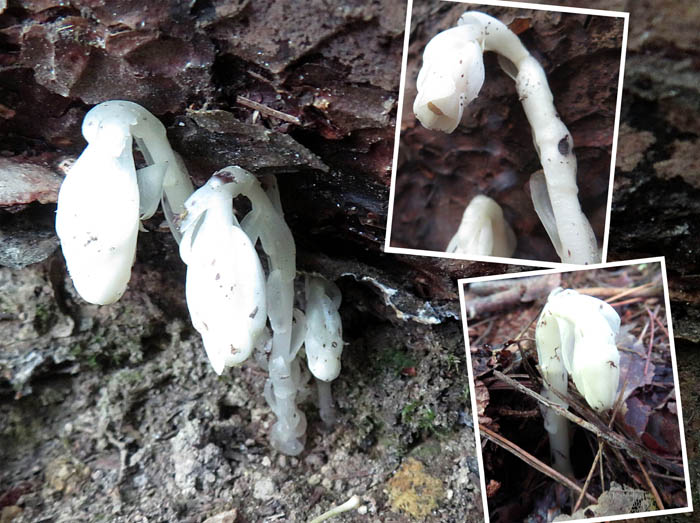 photo8アキノギンリョウソウ