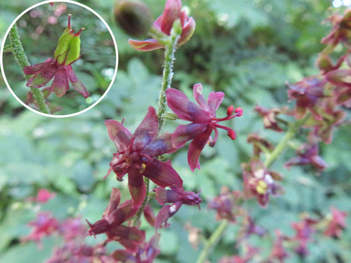 photo9シュロソウ（円内  若い実）