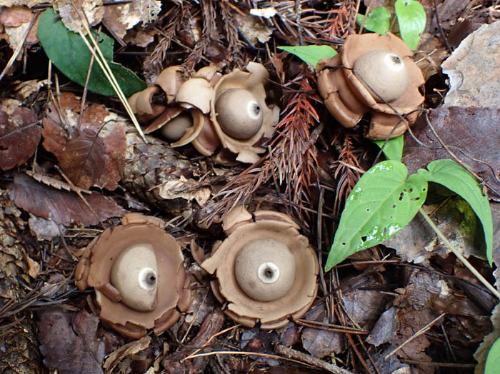 photo1エリマキツチグリ