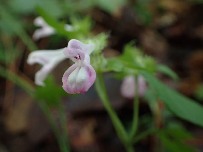 photoママコナ白