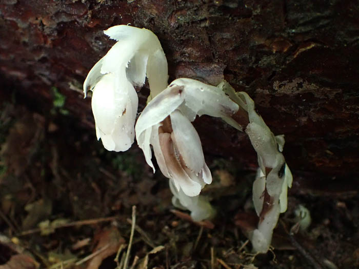 photoアキノギンリョウソウ