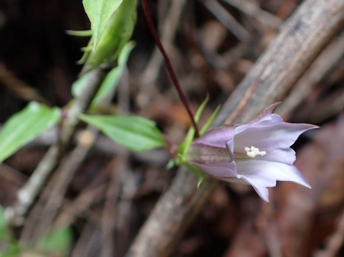 photoツルリンドウ
