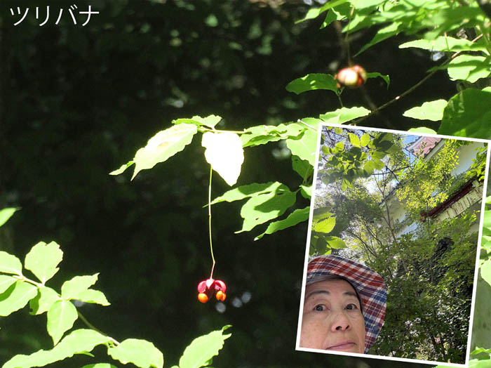 photo11ツリバナ揺れる大峰山山頂