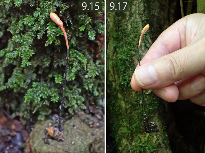 photo12カメムシタケ