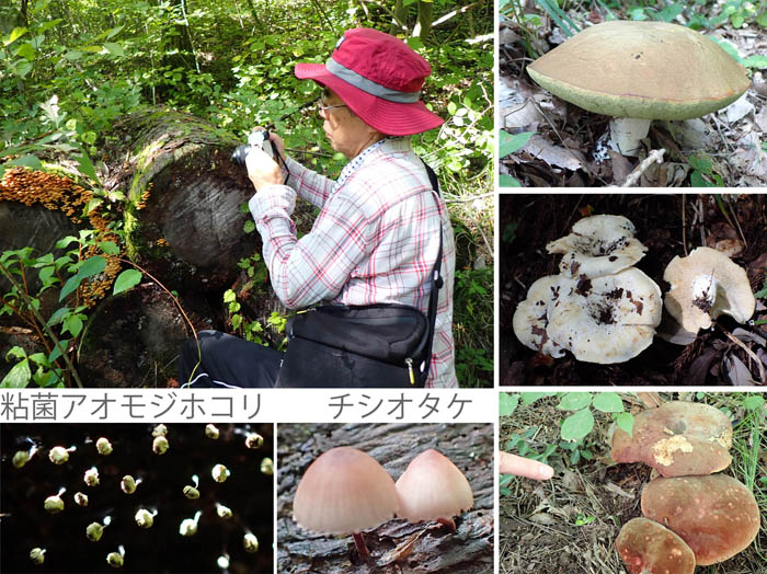 photo14小さな粘菌も大きなキノコもいっぱい