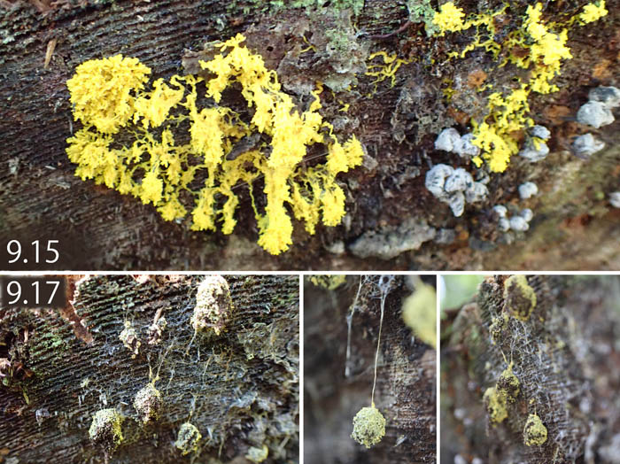 photo15粘菌キフシススホコリの変化