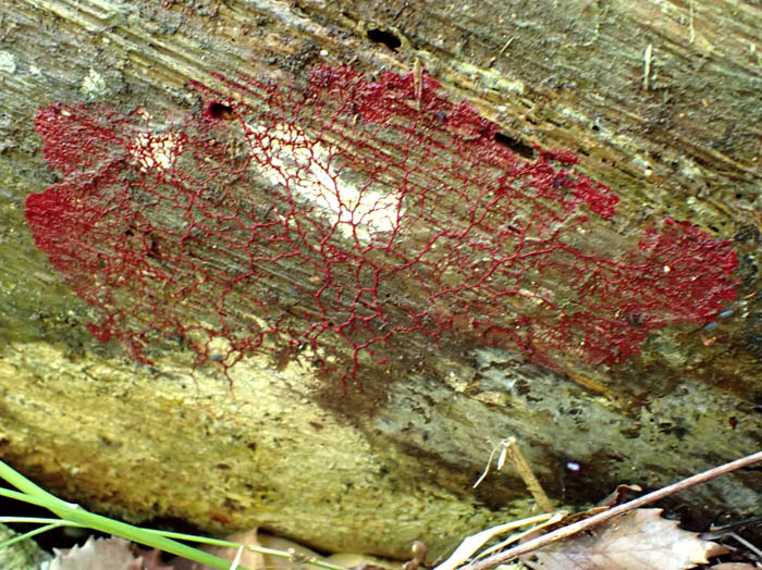 photoアカモジホコリ