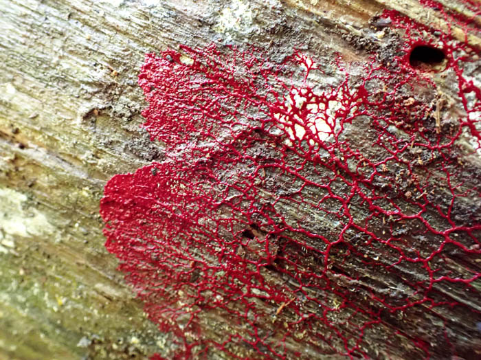 photoアカモジホコリ