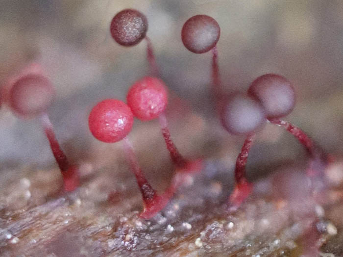 photoアカモジホコリ