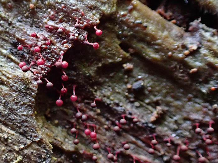 photoアカモジホコリ