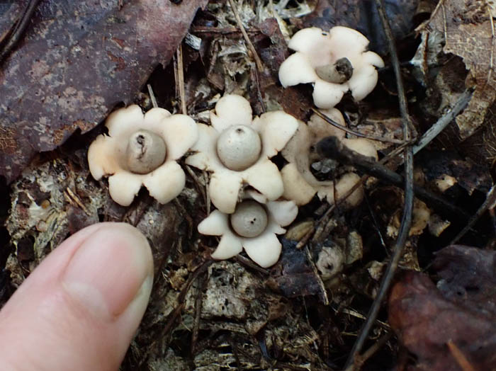 photo2小さいヒナツチガキかな