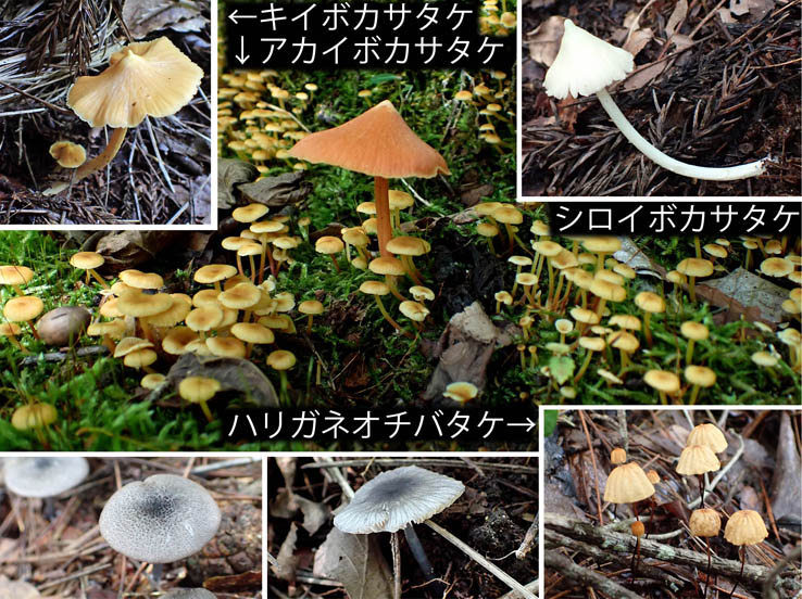 photo3キノコも彩りさまざま