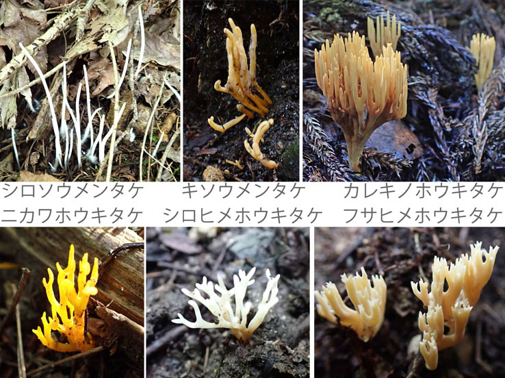 photo5ヒョロヒョロキノコ