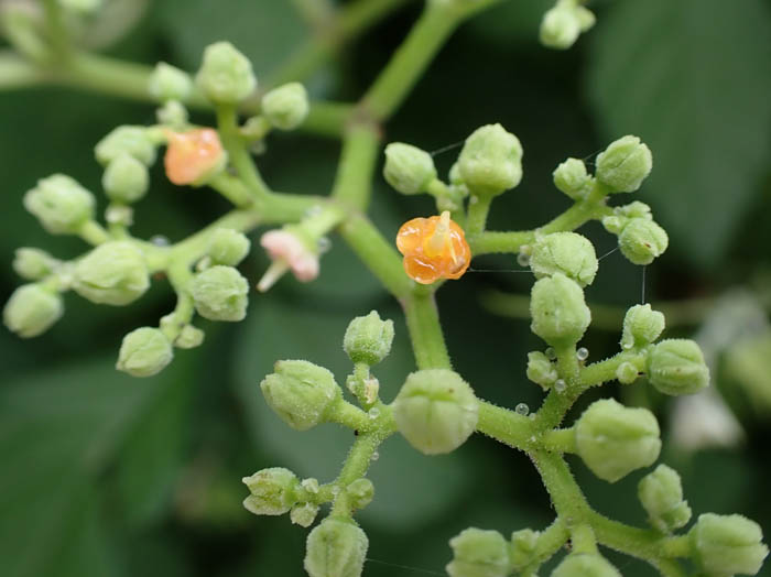 photoヤブガラシ