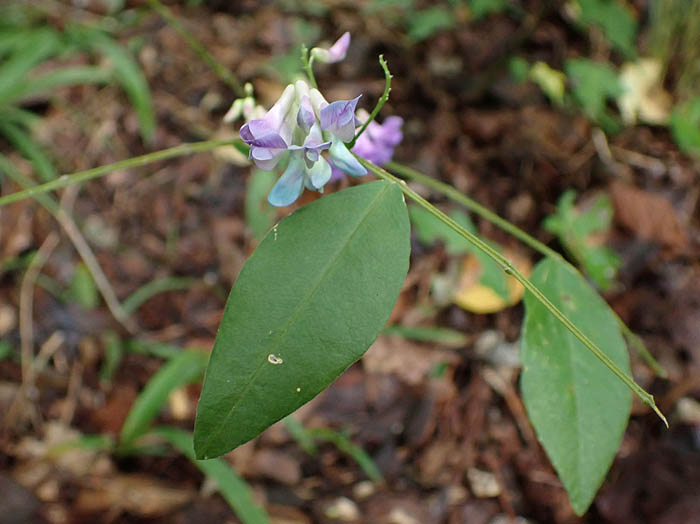 photoナンテンハギ