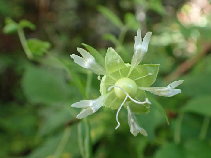 photoナンバンハコベ