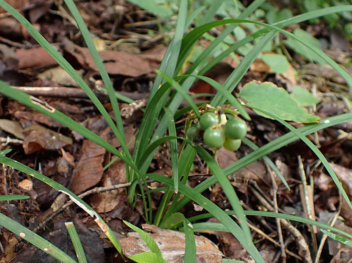 photoオオバジャノヒゲ