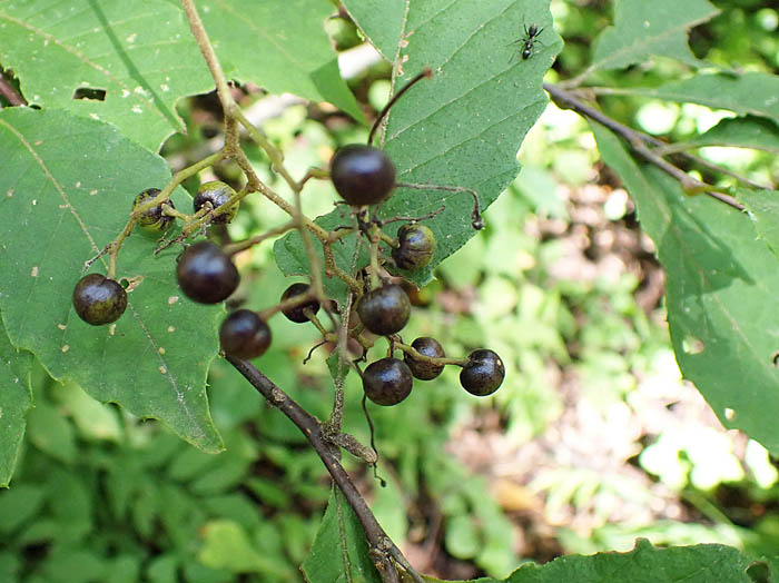 photoミヤマホウソ