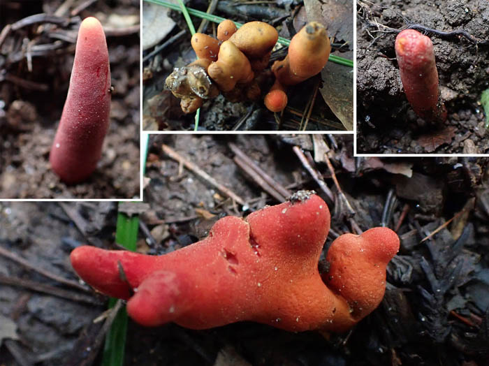 photo8カエンタケ