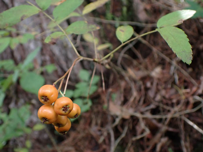 photoナンキンナナカマド
