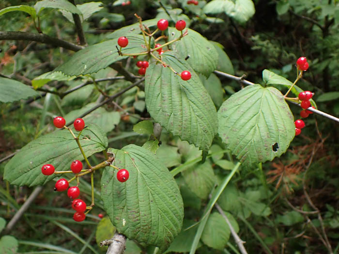 photoミヤマガマズミ