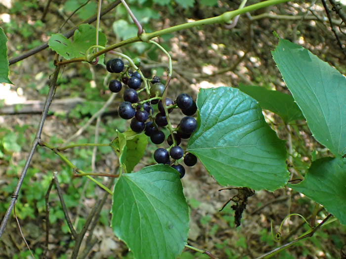 photoサンカクヅル