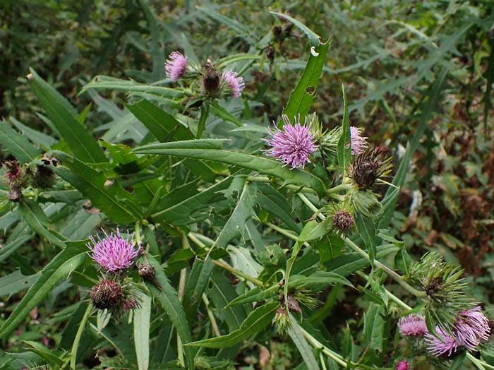 photo10タチアザミかな