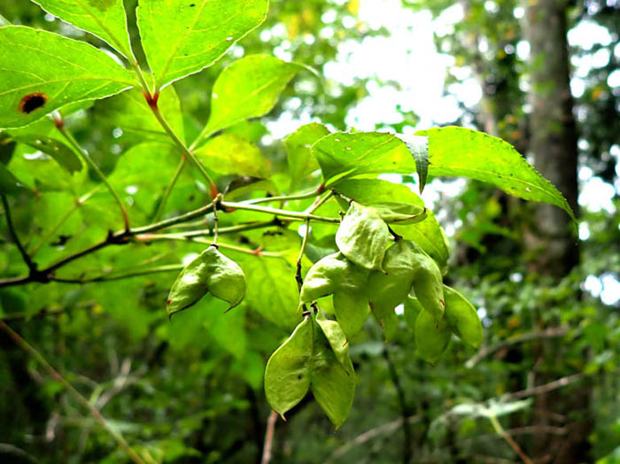 photoミツバウツギ若い実