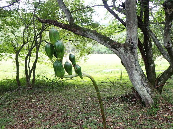 photoオオウバユリ