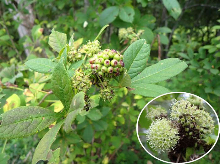 photoケヤマウコギ花と実