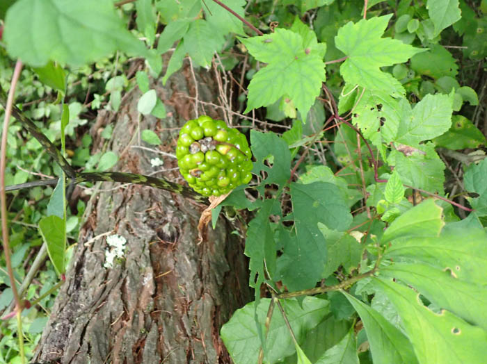 photo12まだ緑のマムシグサ実