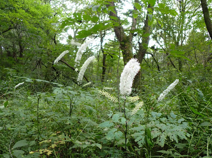 photo13サラシナショウマ