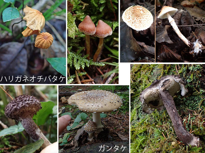 photo14ハリガネオチバタケ,ガンタケなど