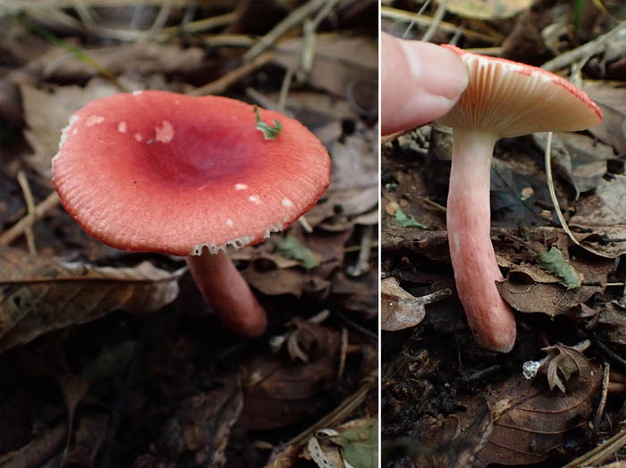 photo15ニオイコベニタケ