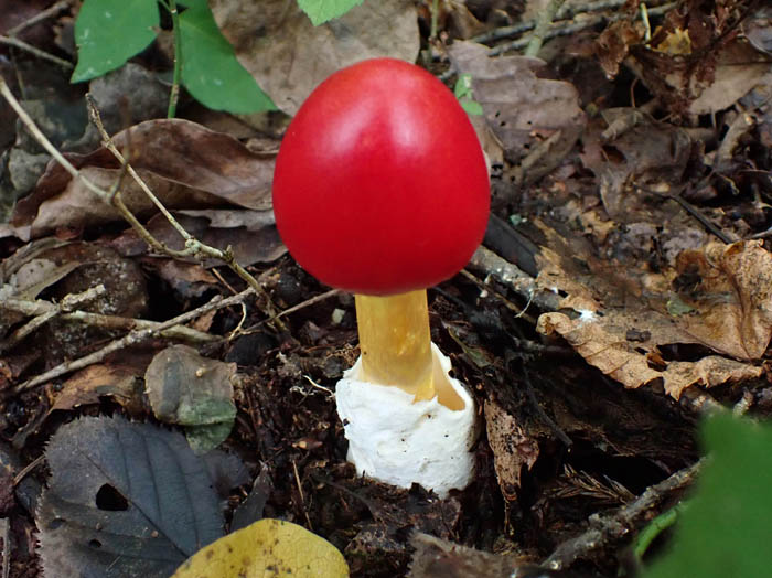 photoタマゴタケ