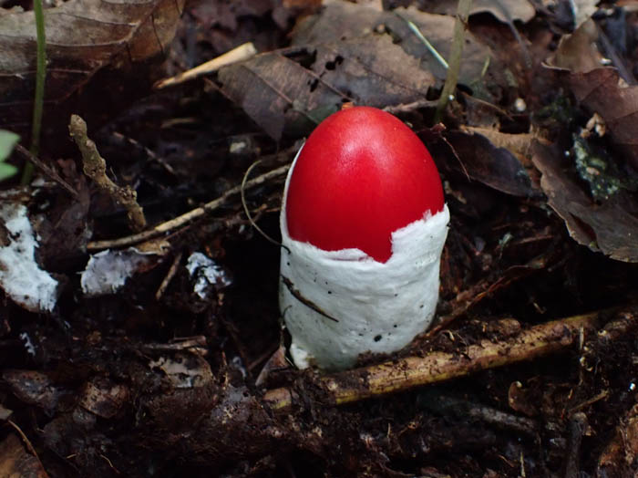 photoタマゴタケ