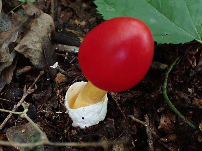 photoタマゴタケ