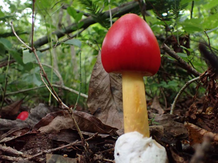 photoタマゴタケ