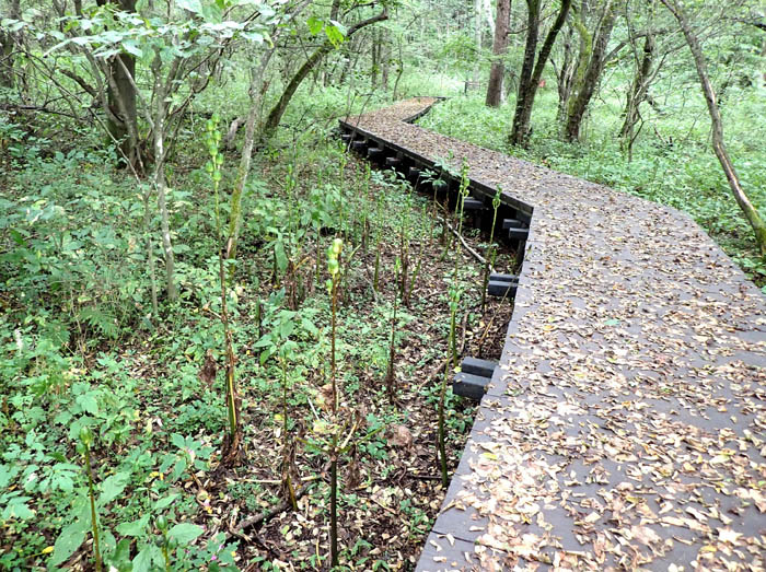 photo3オオウバユリの実がいっぱい