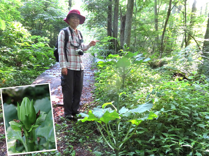 photo4オオウバユリまだ蕾だった