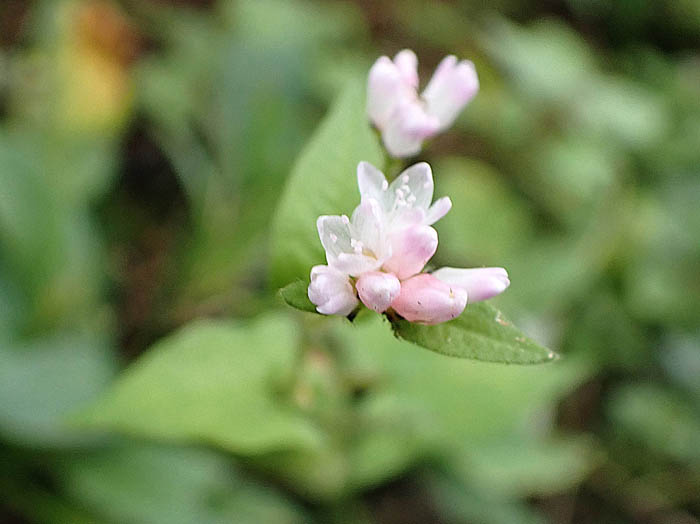photoミゾソバの花