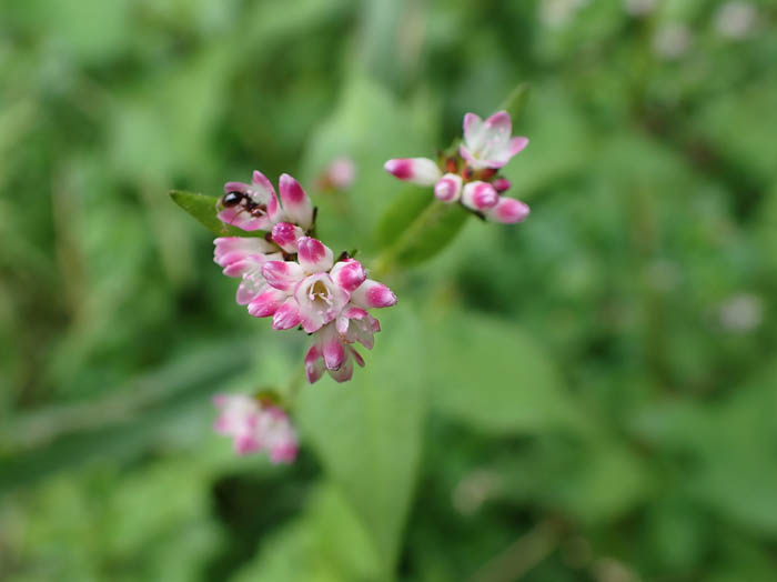 photoミゾソバの花