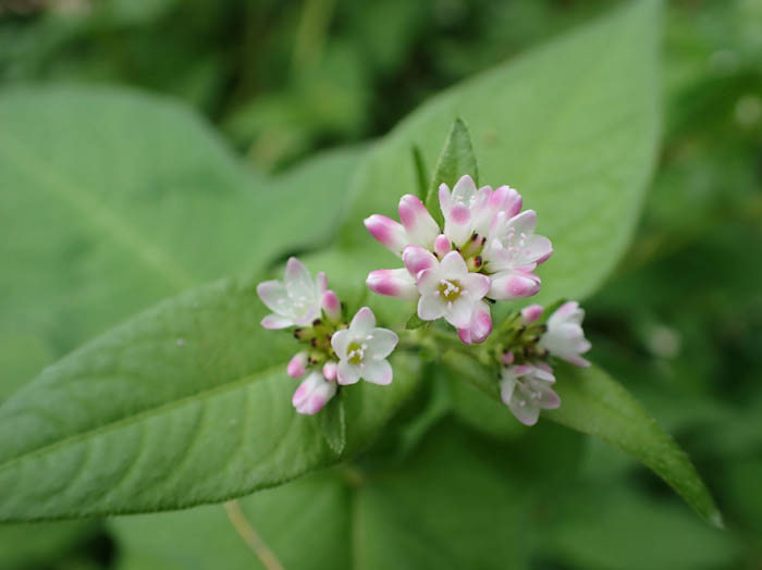 photoミゾソバの花